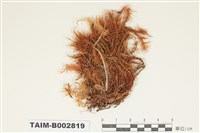 藏品(珠苔科)的圖片